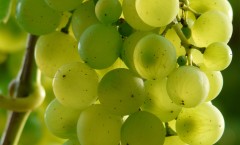 grapes_wine_plant